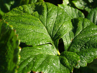 morning dew on green foliage