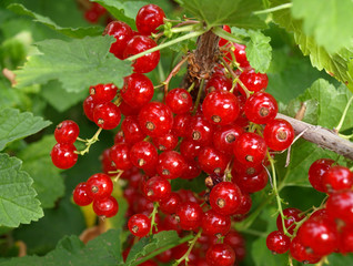 red currant among green foliage.