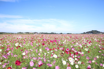 コスモス　栃木県益子町