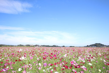 コスモス　栃木県益子町