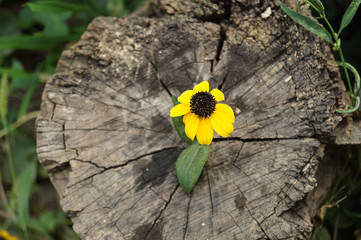Beautiful yellow flower on a stump. Old stump with a tree rings and  flowers on it. Flowers on a wooden surface. Close-up. Macro.