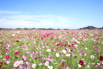 コスモス　栃木県益子町