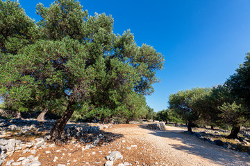 Olive garden in Lun, Croatia