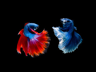 Action and movement of Thai fighting fish on a black background