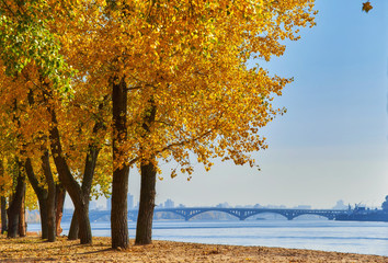 Autumn trees near the river, leaves on sand.