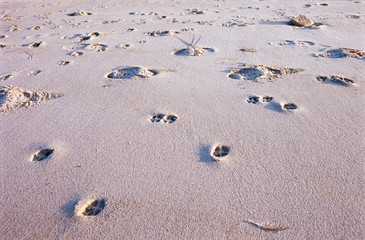 Beach Walks