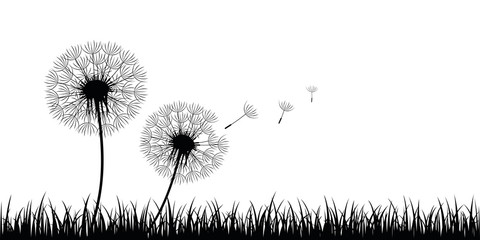 two dandelion silhouette with flying seeds on meadow vector illustration EPS10