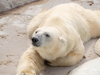 眠たげなホッキョクグマ