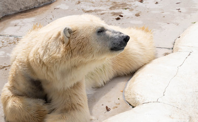 呼ばれて返事をするホッキョクグマの横顔