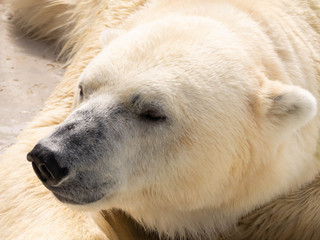 眠るホッキョクグマの横顔