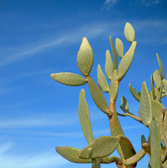Fototapeta na wymiar Close up of cactus on sky background