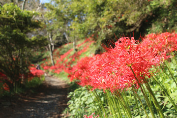 彼岸花　栃木県茂木町　城山公園