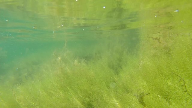 Dipping camera underwater in spring lake with water-starwort vegetation