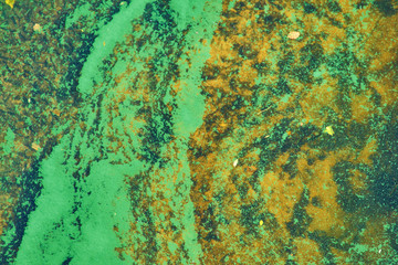 green algae on the surface of the water.