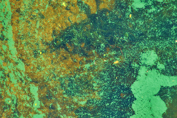 green algae on the surface of the water.