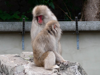 相談するニホンザル