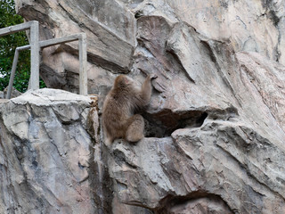 岩登り上手なニホンザル