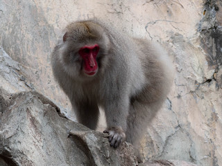 片思い中のニホンザル