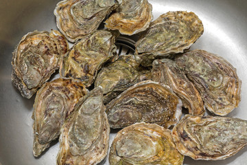Bunch of Oysters