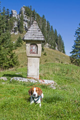 Beagle in den Tegernseer Alpen