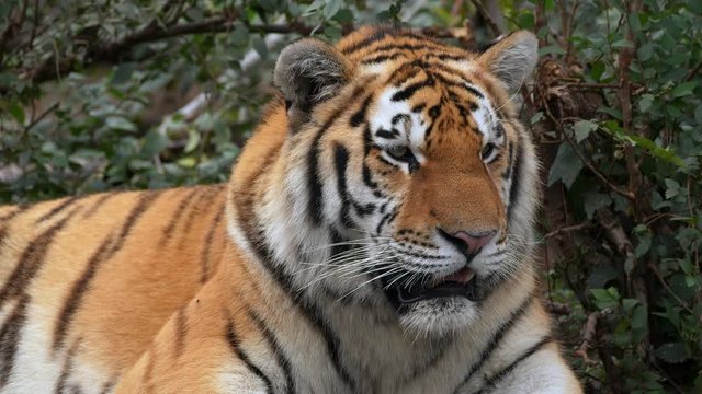 Siberian tiger (Panthera tigris altaica) calling for mate