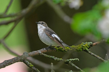 Trauerschnäpper (Ficedula hypoleuca) - European pied flycatcher