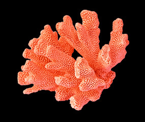 Coral isolated on black background © Dmitry