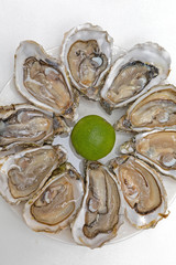 Opened Oysters