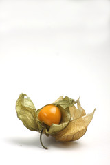 cape gooseberry isolated on white background