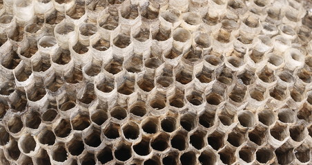 Pattern texture hexagonal of wasp nest background