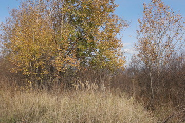 Fototapeta premium trees in autumn