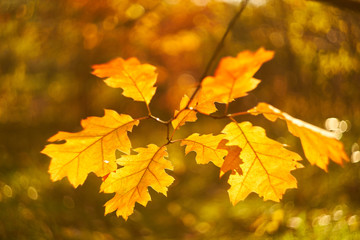 Obraz na płótnie Canvas Autumn leaves on the sun.