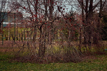 Leafless rowan bush with red juicy berries in an autumn park