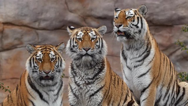 Siberian tiger family