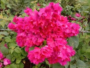 Bougainvillea is a perennial plant of the type of semi-bushes. Size from small bushes to large bushes There are thorns on the trunk. There are many colors. Planted as ornamental plants, very beautiful