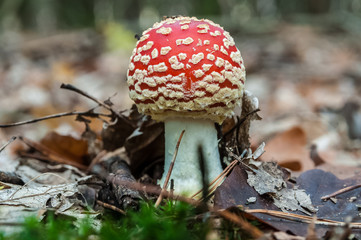 Red Amanita muscaria mushrooms in a forest 