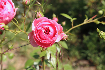 Closeup of beautiful pink rose photographed in organic garden with blurred leaves.Nature and roses concept.