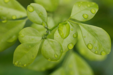 Leaves Texture Background , close up