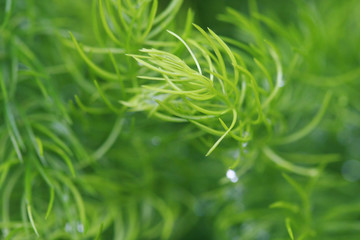 Leaves Texture Background , close up