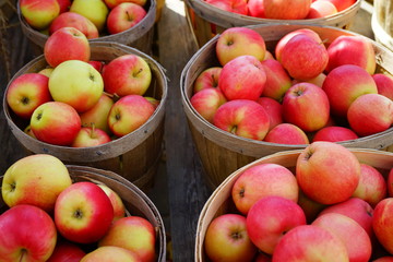 Naklejka na ściany i meble Baskets of fresh apples at a farmers market in the fall