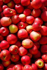Baskets of fresh apples at a farmers market in the fall