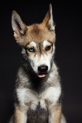 Retrato a cachorro en estudio 