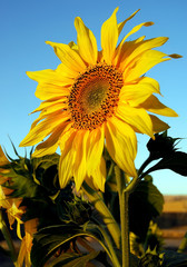 One bright yellow sunflower. The sunflower is set against a clear blue sky and has yellow petals and green leaves. The scientific genus of the sunflower is helianthus. Sunflower standing in a field.