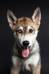 Retrato a cachorro en estudio 