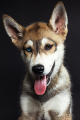 Retrato a cachorro en estudio 