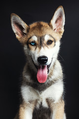 Retrato a cachorro en estudio 