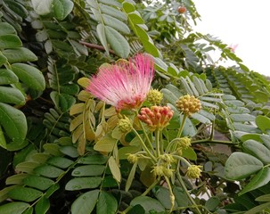 Albizia saman into a cluster of tightly clustered axillary buds near the end of the branch. Flower bouquet Inflorescences 3-7 cm long, numerous flowers. The outer flower of the bouquet is smaller than