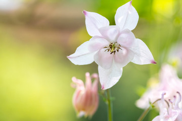 Akelei Blüte filigran im Gegenlicht als Makro