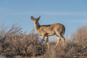 White-tailed deer in Denver, Colorado