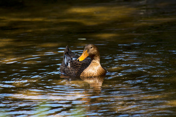 A duck in the water